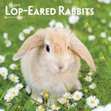 Lop Eared Rabbits 2019 Square Wall Calendar, Calendar Book Lop Eared Rabbits 2019 Square Wall Calendar, Calendar Book