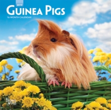 Guinea Pigs 2019 Mini Wall Calendar, Calendar Book Guinea Pigs 2019 Mini Wall Calendar, Calendar Book