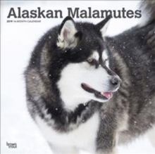 Alaskan Malamutes 2019 Square Wall Calendar, Calendar Book Alaskan Malamutes 2019 Square Wall Calendar, Calendar Book
