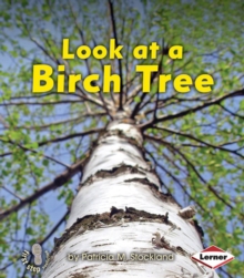 Look at a Birch Tree