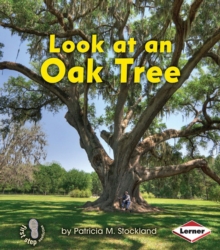 Look at an Oak Tree