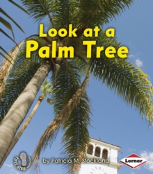 Look at a Palm Tree