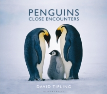 Penguins : Close Encounters