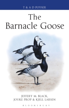 The Barnacle Goose