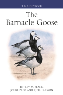 The Barnacle Goose