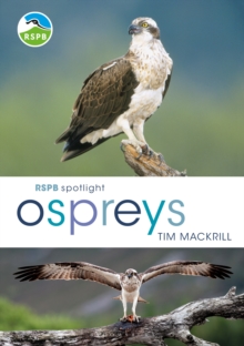 RSPB Spotlight Ospreys