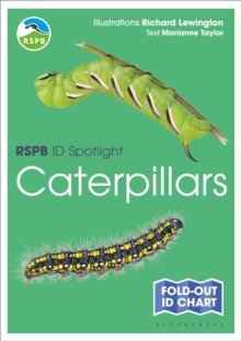 RSPB ID Spotlight - Caterpillars