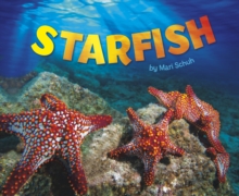 Starfish, Hardback Book Starfish, Hardback Book