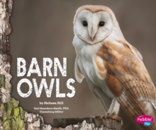 Barn Owls, Hardback Book Barn Owls, Hardback Book