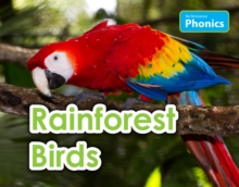 Rainforest Birds