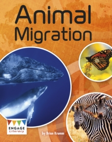 Animal Migration, Paperback / softback Book Animal Migration, Paperback / softback Book