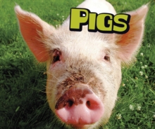 Pigs, Paperback / softback Book Pigs, Paperback / softback Book
