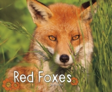 Red Foxes, Hardback Book Red Foxes, Hardback Book