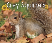 Grey Squirrels, Paperback / softback Book Grey Squirrels, Paperback / softback Book