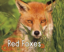 Red Foxes