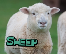 Sheep, Hardback Book Sheep, Hardback Book