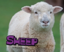 Sheep, Paperback Book Sheep, Paperback Book