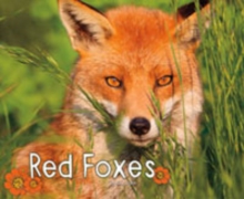 Woodland Wildlife Pack A of 3, Hardback Book Woodland Wildlife Pack A of 3, Hardback Book