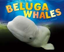 Beluga Whales, Hardback Book Beluga Whales, Hardback Book
