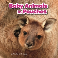 Baby Animals in Pouches, Hardback Book Baby Animals in Pouches, Hardback Book