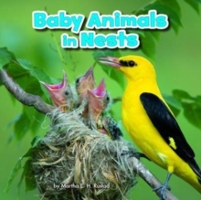 Baby Animals in Nests, Paperback / softback Book Baby Animals in Nests, Paperback / softback Book