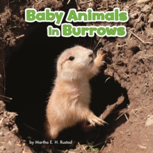 Baby Animals in Burrows