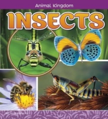 Insects, Hardback Book Insects, Hardback Book