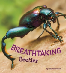 Breathtaking Beetles, Paperback / softback Book Breathtaking Beetles, Paperback / softback Book