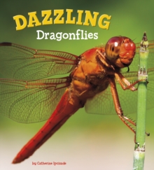 Dazzling Dragonflies, Paperback / softback Book Dazzling Dragonflies, Paperback / softback Book