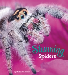 Stunning Spiders, Paperback / softback Book Stunning Spiders, Paperback / softback Book