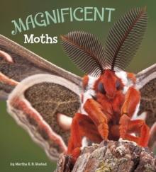 Magnificent Moths