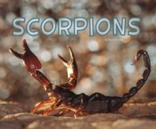 Scorpions, Paperback / softback Book Scorpions, Paperback / softback Book