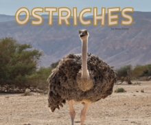 Ostriches