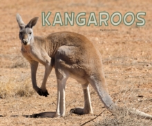 Kangaroos