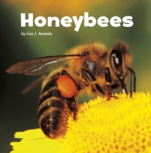 Honeybees, Hardback Book Honeybees, Hardback Book
