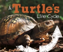 A Turtle's Life Cycle, Hardback Book A Turtle's Life Cycle, Hardback Book