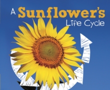 A Sunflower's Life Cycle