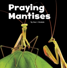 Praying Mantises, Paperback / softback Book Praying Mantises, Paperback / softback Book