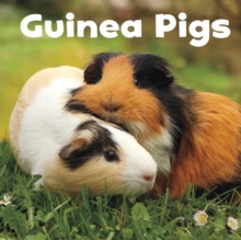 Guinea Pigs, Paperback / softback Book Guinea Pigs, Paperback / softback Book
