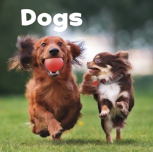 Dogs, Paperback / softback Book Dogs, Paperback / softback Book