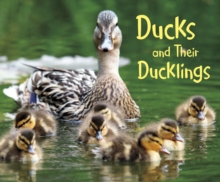 Ducks and Their Ducklings, Hardback Book Ducks and Their Ducklings, Hardback Book