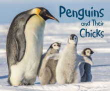 Penguins and Their Chicks, Hardback Book Penguins and Their Chicks, Hardback Book