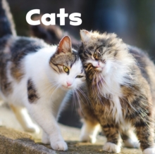 Cats, Hardback Book Cats, Hardback Book