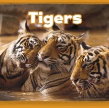 Tigers, Hardback Book Tigers, Hardback Book