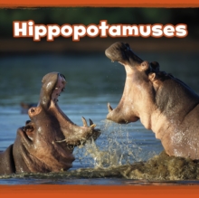 Hippopotamuses, Hardback Book Hippopotamuses, Hardback Book
