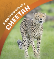 A Day in the Life of a Cheetah, Paperback / softback Book A Day in the Life of a Cheetah, Paperback / softback Book