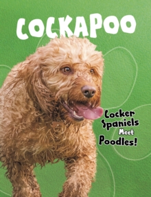 Cockapoo