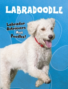 Labradoodle