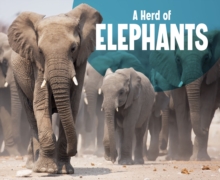 A Herd of Elephants, Hardback Book A Herd of Elephants, Hardback Book