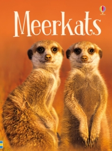 Meerkats, Hardback Book Meerkats, Hardback Book